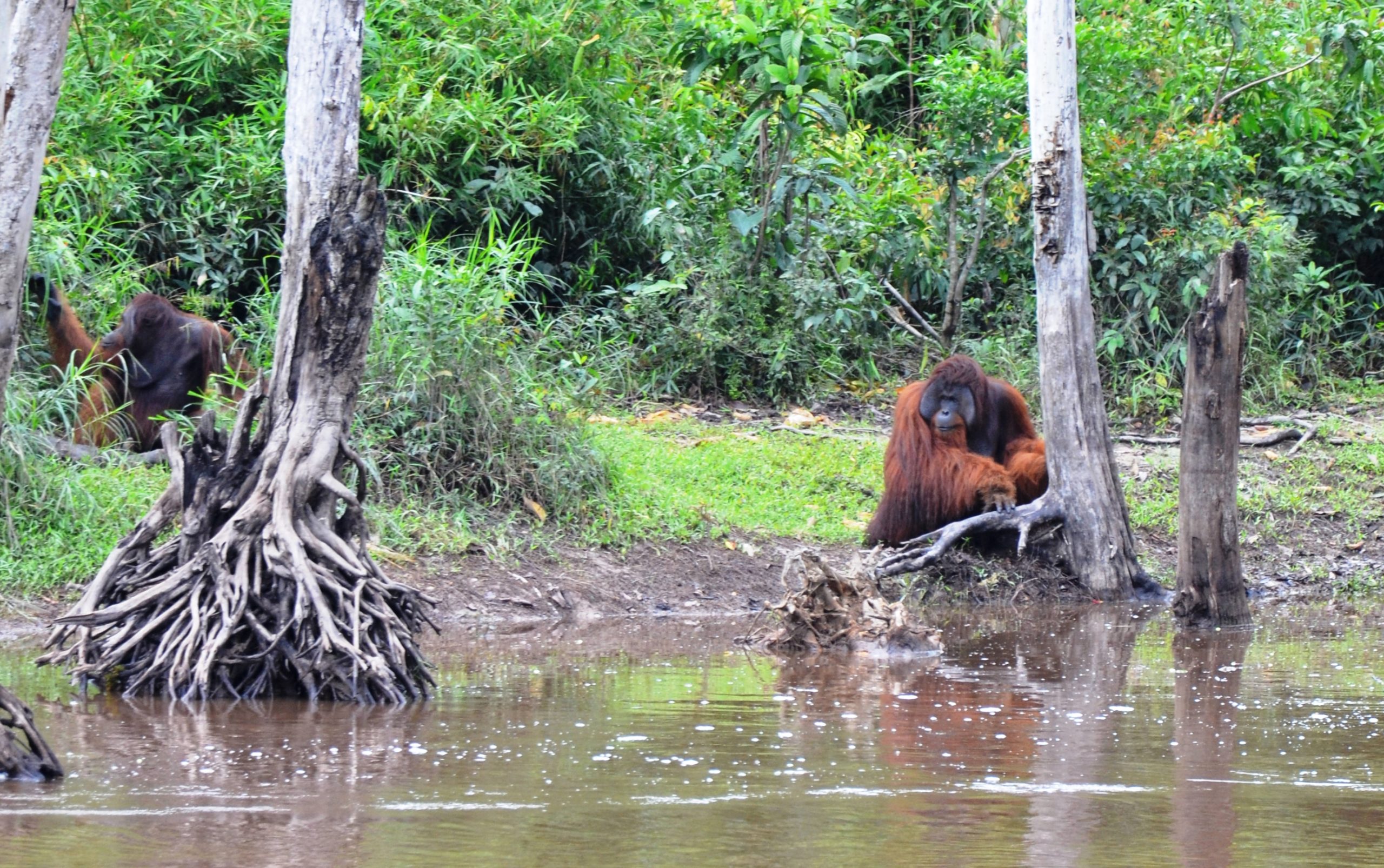 PALANGKA RAYA ORANGUTANS TOUR (1 D)